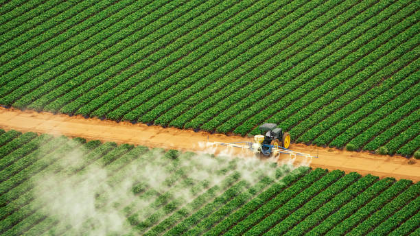 Best Ant Control Services  in Englewood, TN