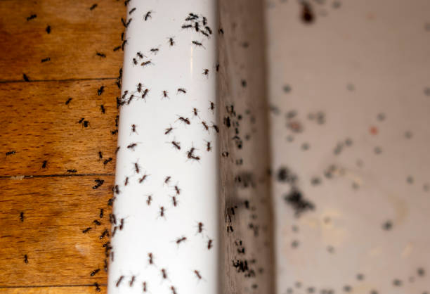 Best Spider Control Near Me  in Englewood, TN